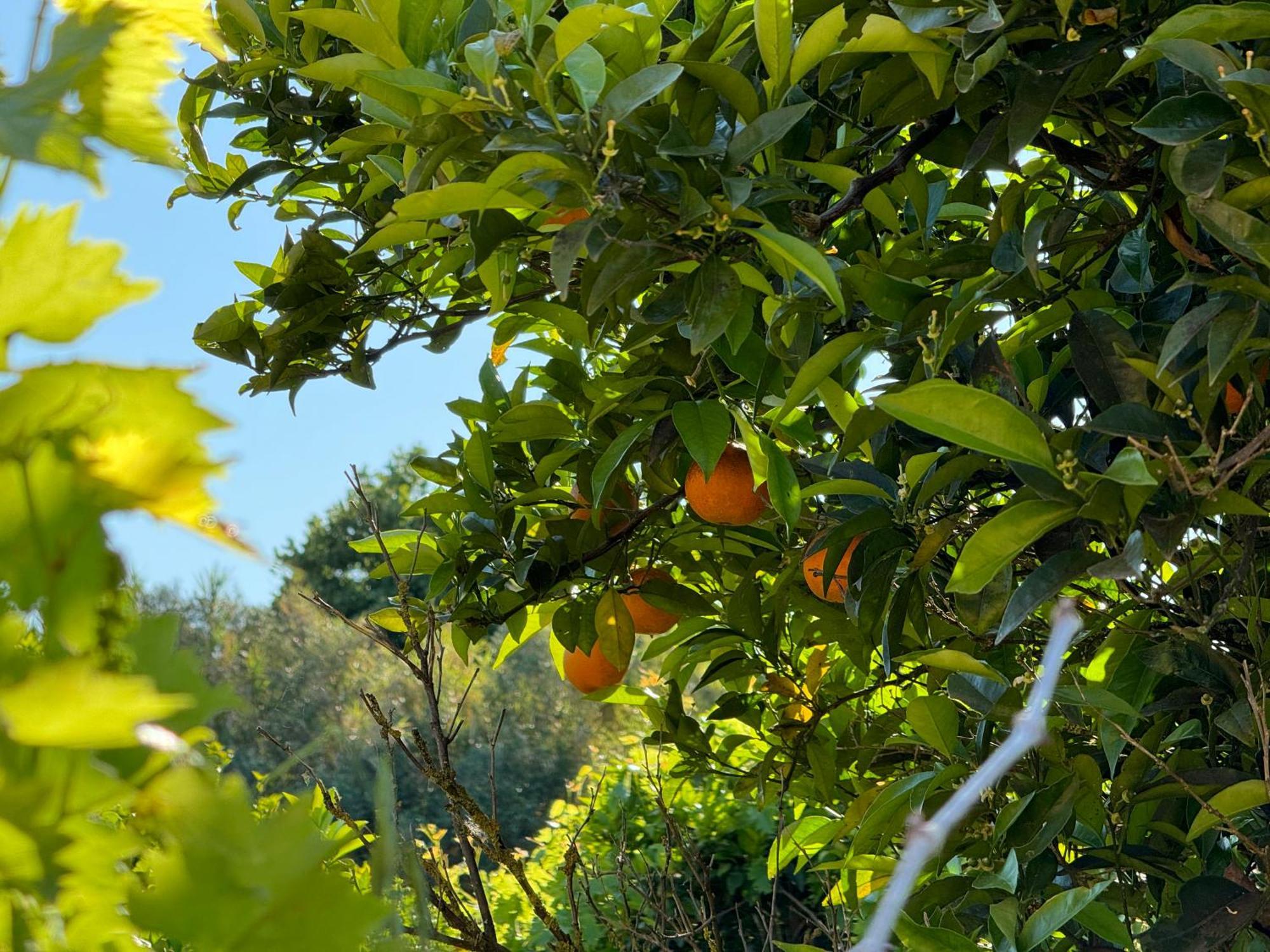 Villa L'Orto à San Vero Milis Extérieur photo